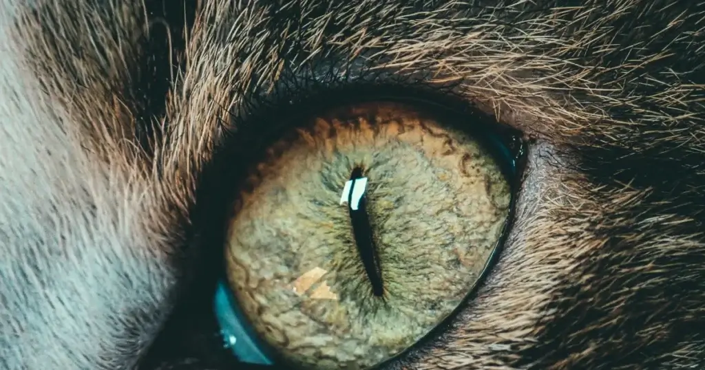 Čudne i fascinantne oči životinja